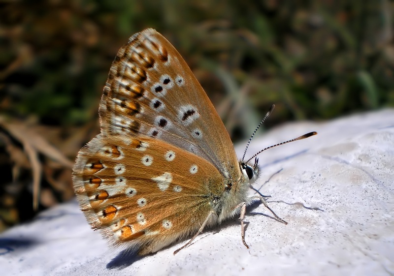 femmine di Polyommatus sp.